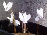 Cyclamen hederfolium white